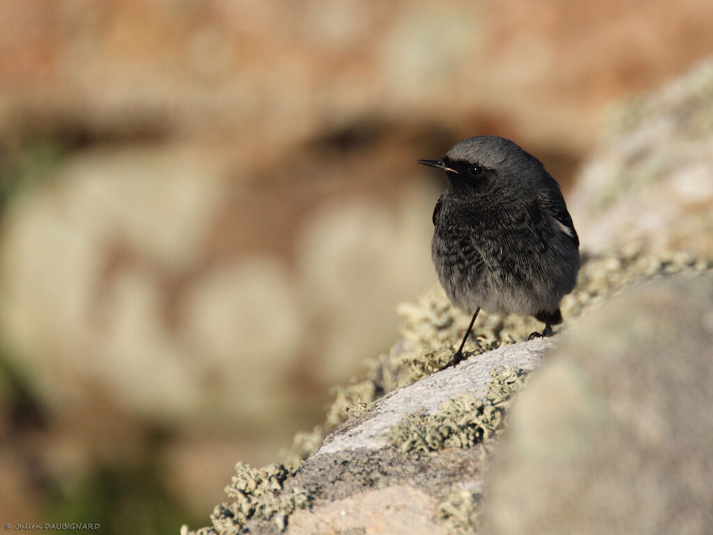 Black Redstart male, identification