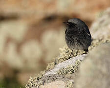 Black Redstart