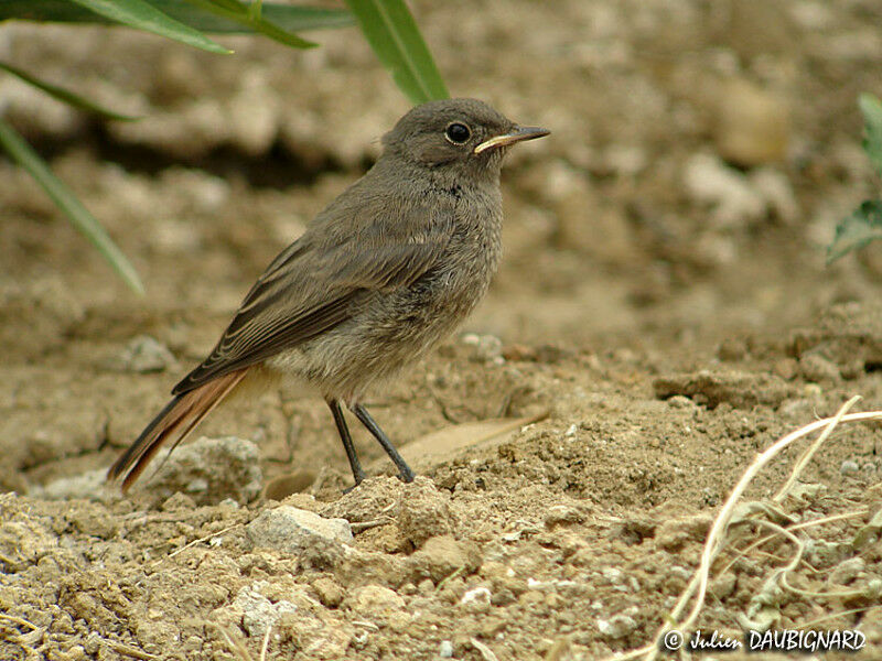 Black Redstartjuvenile