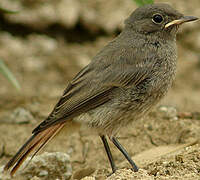 Black Redstart