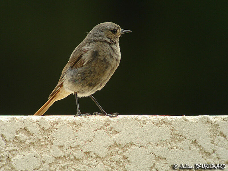 Black Redstart female