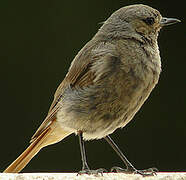 Black Redstart