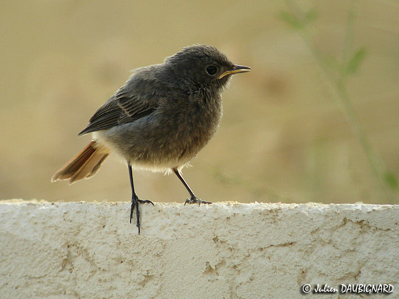 Black Redstartjuvenile