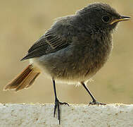 Black Redstart