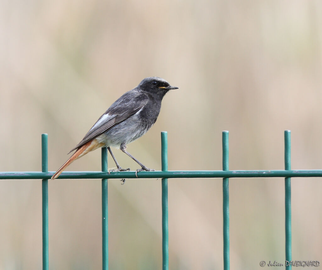 Black Redstart male, identification