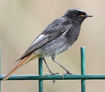 Black Redstart