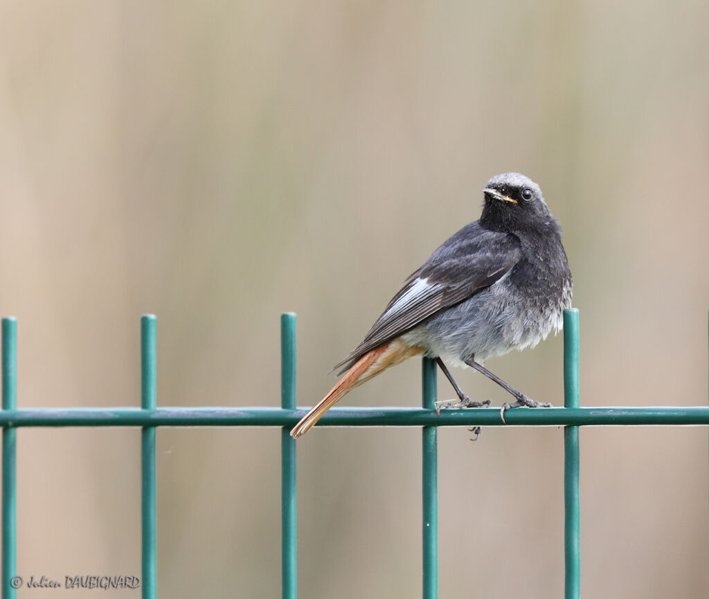 Black Redstart male, identification