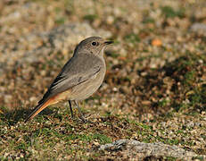 Black Redstart