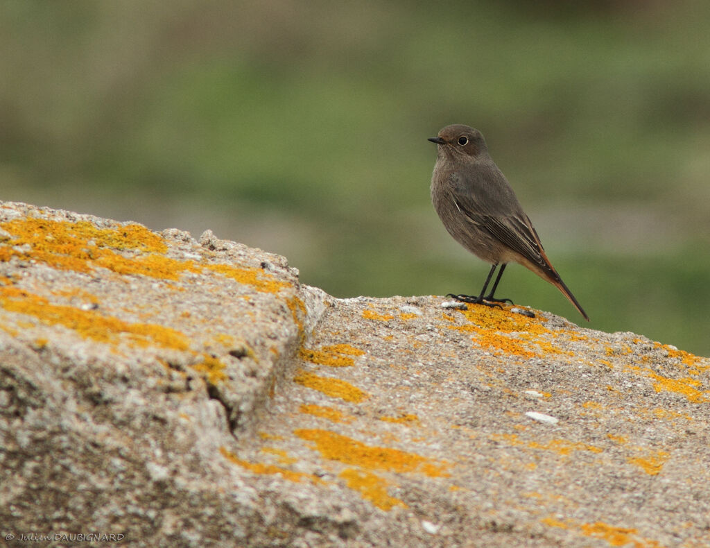 Black Redstart female, identification