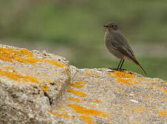 Black Redstart