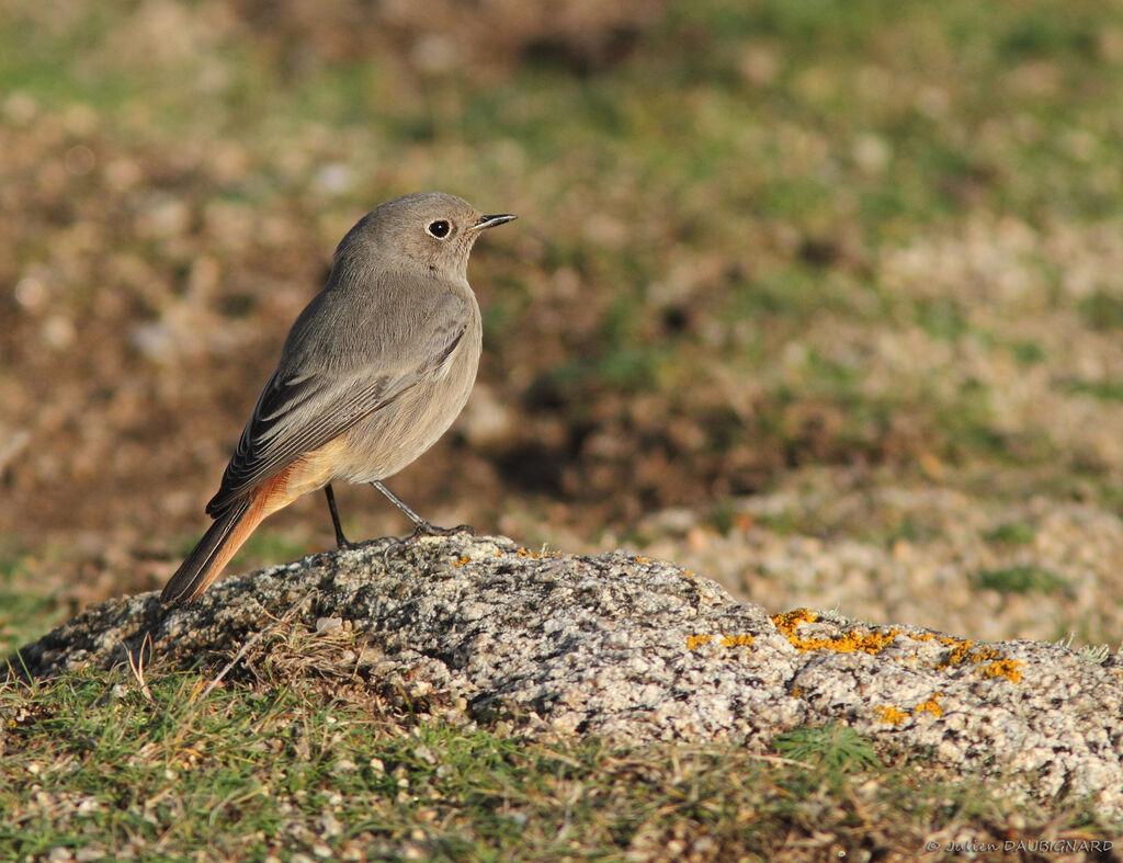 Black Redstart female, identification