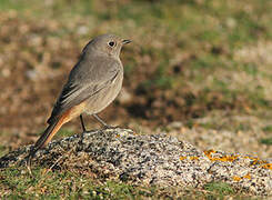 Black Redstart