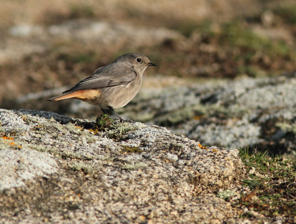 Black Redstart female, identification