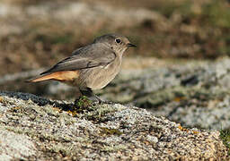 Black Redstart