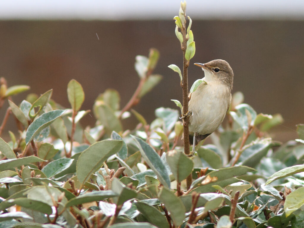 Common Reed Warbler, identification