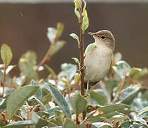 Eurasian Reed Warbler