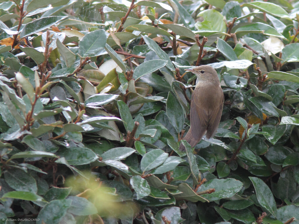 Eurasian Reed Warbler, identification