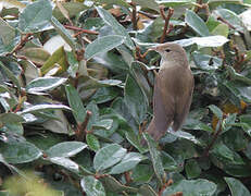 Eurasian Reed Warbler