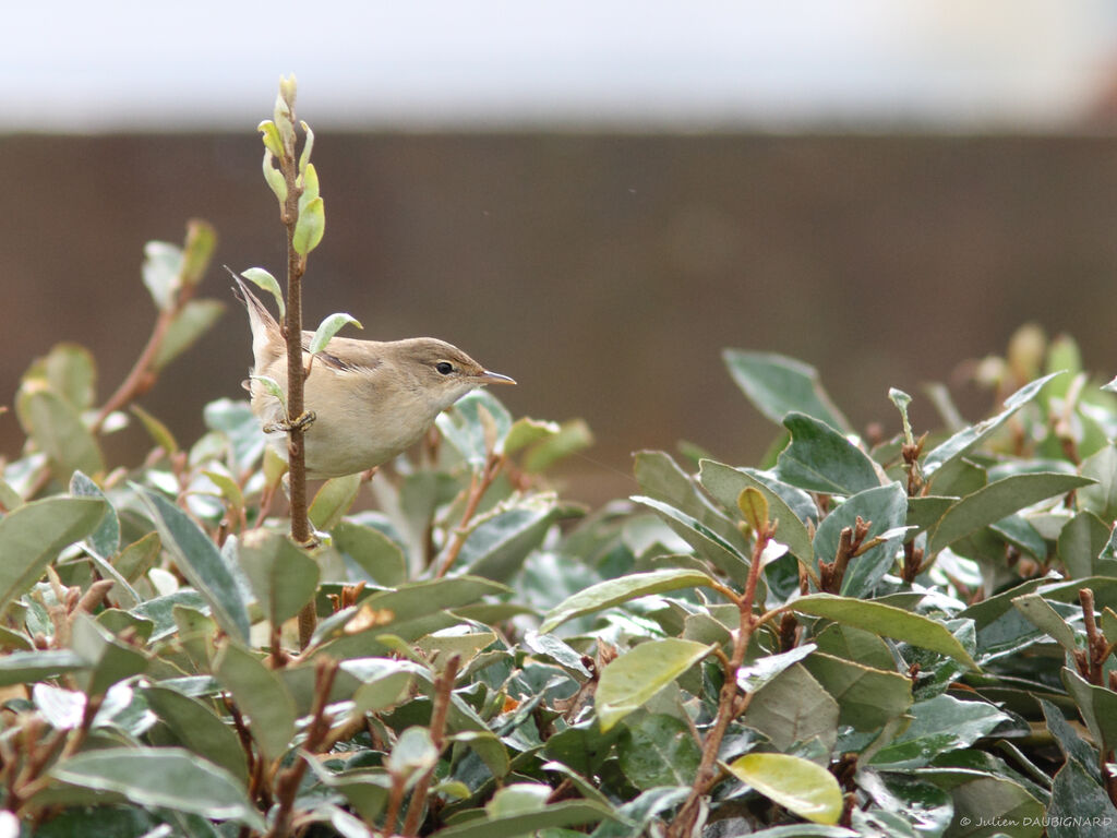 Eurasian Reed Warbler, identification