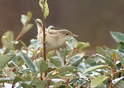 Eurasian Reed Warbler