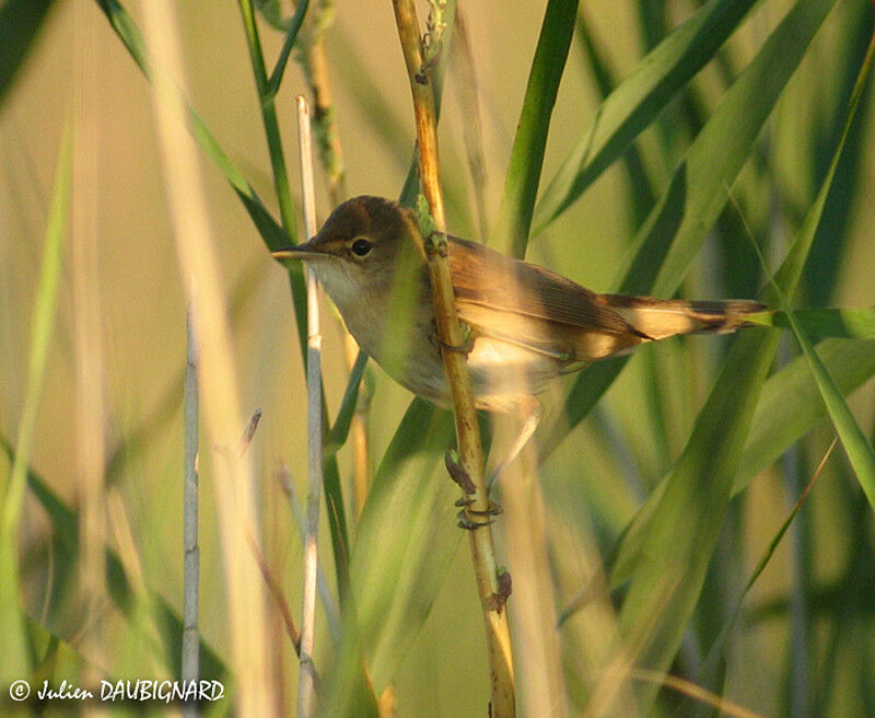 Eurasian Reed Warbler