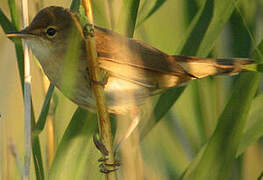 Common Reed Warbler