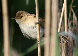 Eurasian Reed Warbler