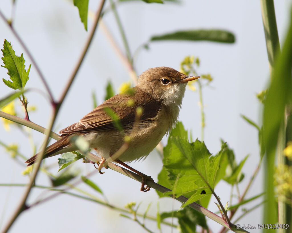 Common Reed Warbler, identification