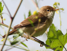 Eurasian Reed Warbler