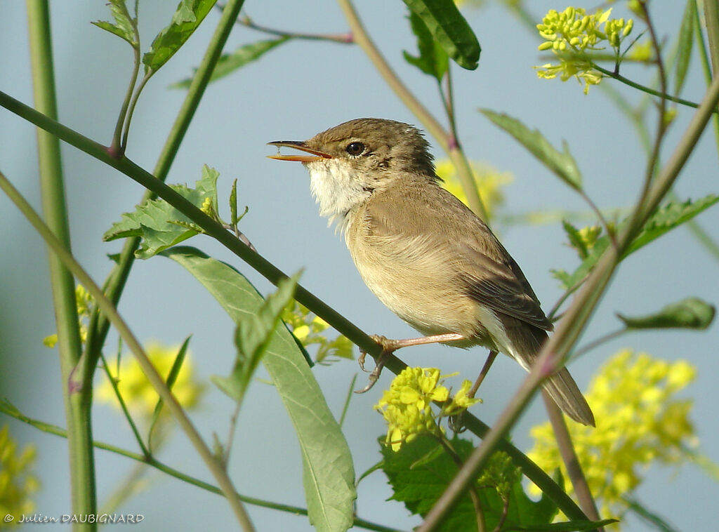 Rousserolle effarvatte, identification