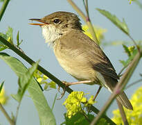 Eurasian Reed Warbler