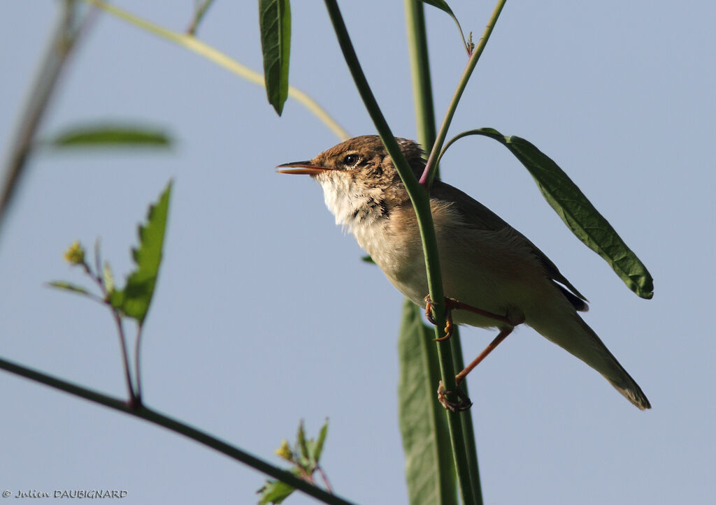 Common Reed Warbler, identification