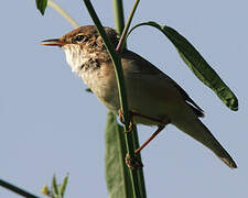 Eurasian Reed Warbler