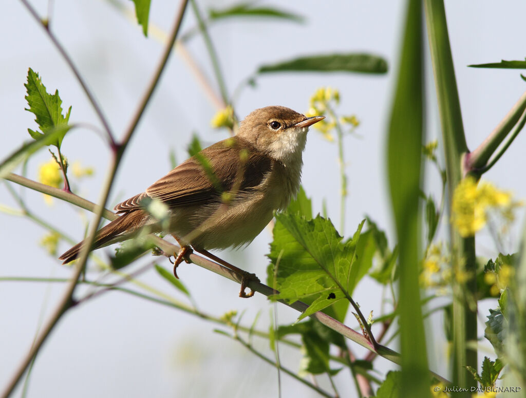 Common Reed Warbler