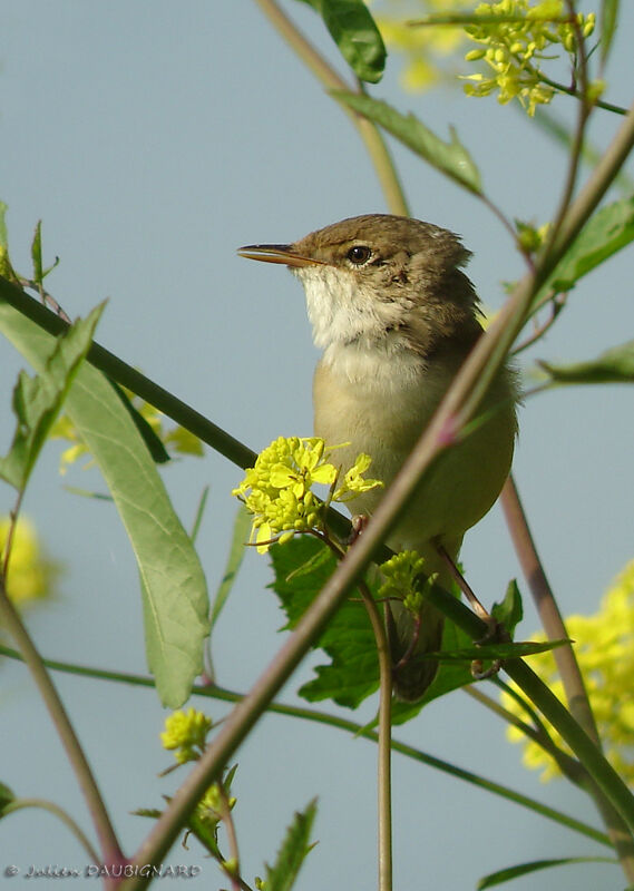 Rousserolle effarvatte, identification