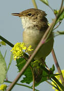 Common Reed Warbler