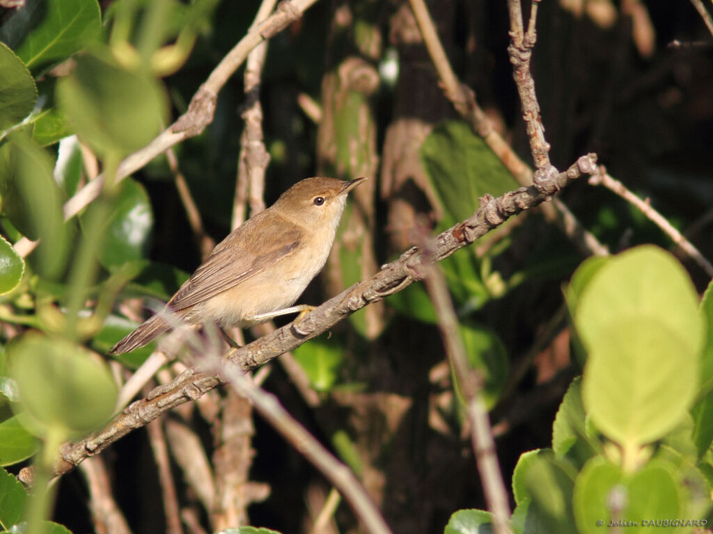 Common Reed Warbler