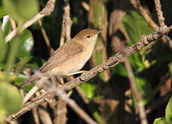 Common Reed Warbler