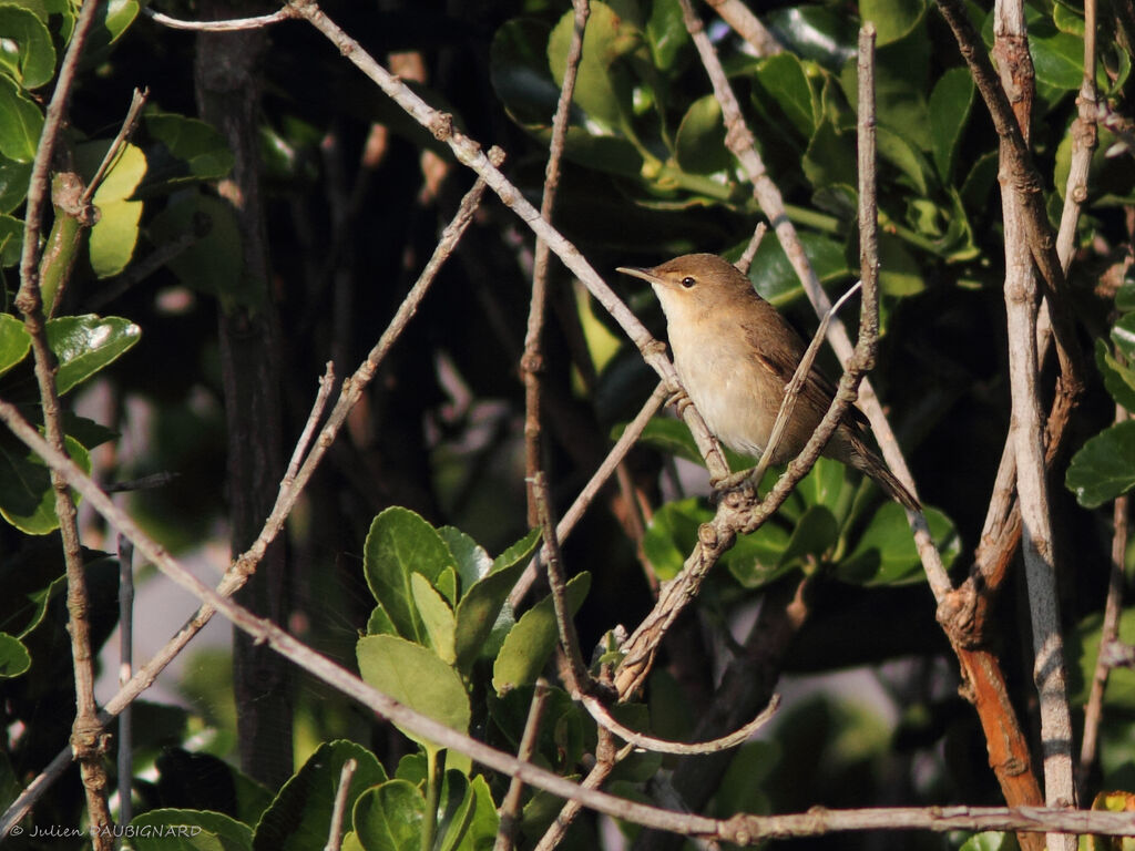 Common Reed Warbler, identification