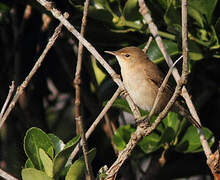 Common Reed Warbler