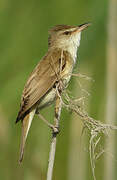 Great Reed Warbler