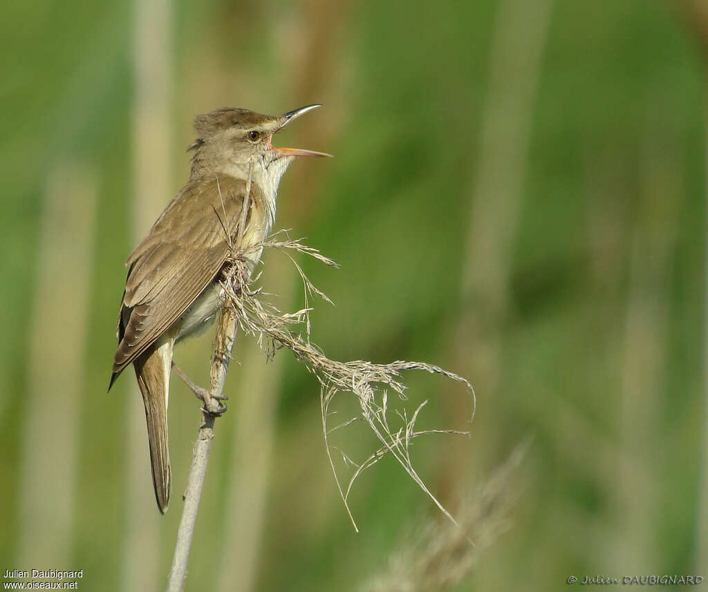 Great Reed Warbler male adult breeding, song