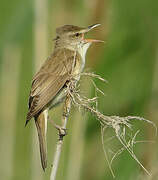 Great Reed Warbler