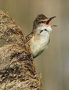 Great Reed Warbler