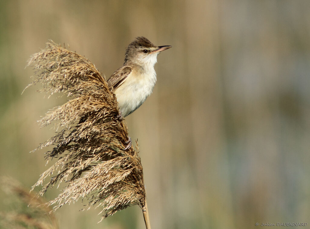 Great Reed Warbler male adult, identification