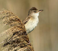 Great Reed Warbler