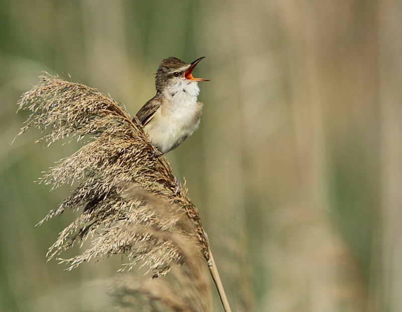 Great Reed Warbler male adult, identification, song