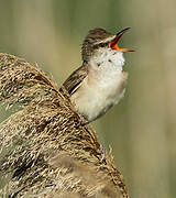 Great Reed Warbler