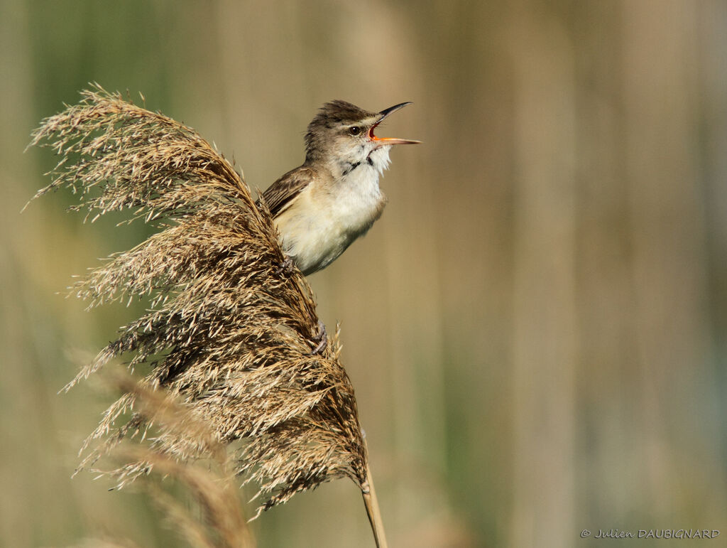 Great Reed Warbler male adult, identification, song