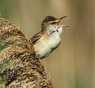 Great Reed Warbler